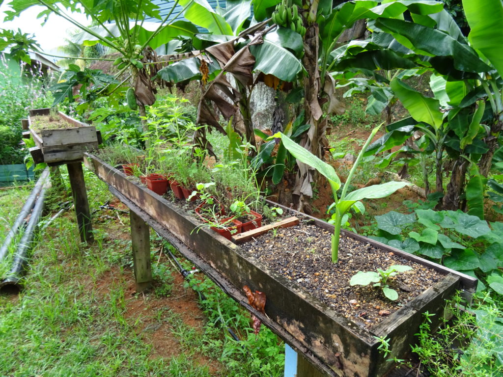 Treasure Farm Herbs